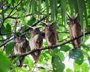 Imagen Búho crestado